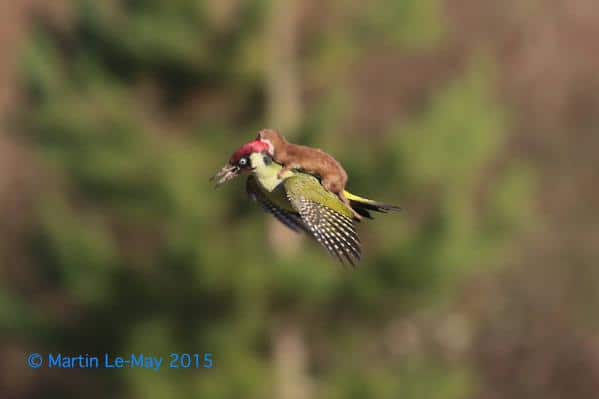 Weasel Rides Green Woodpecker ~ Photo by: Martin Le-May