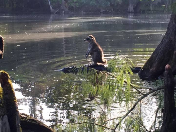 Raccoon Rides Alligator in Florida  : This was Real !!   Photo by: Richard Jones