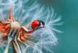 macro photography tips and tutorial