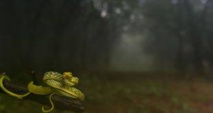 NatGeo Nature Photographer of the Year 2016 Announced